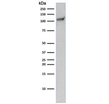 CD31 Antibody
