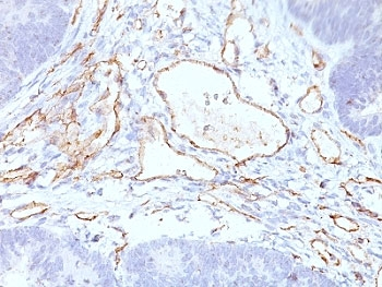 CD31 Antibody Cocktail