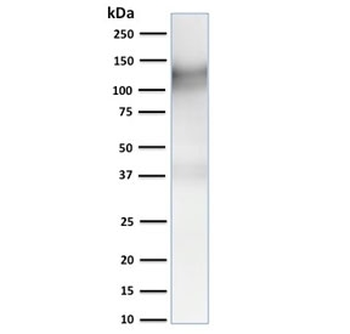 CD31 Antibody Cocktail