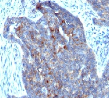 RBP1 Antibody / Retinol Binding Protein 1