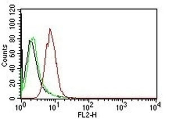 Cyclin D1 Antibody