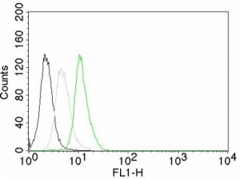 Cyclin D1 Antibody
