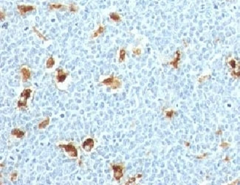 S100A9 Antibody