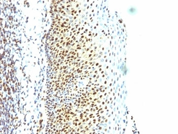 SUMO2 Antibody