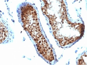 SUMO2 Antibody