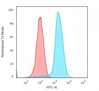Fascin Antibody