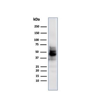 SOX10 Antibody