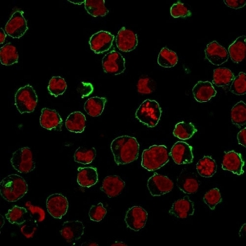CD43 Antibody