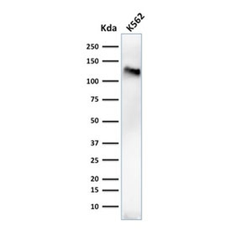 CD43 Antibody