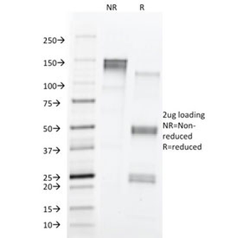 CD43 Antibody