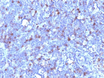 CD43 Antibody