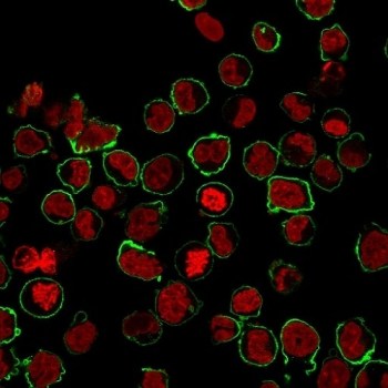 CD43 Antibody