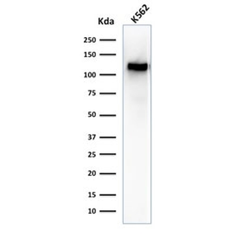 CD43 Antibody