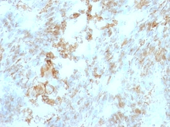 CD147 Antibody