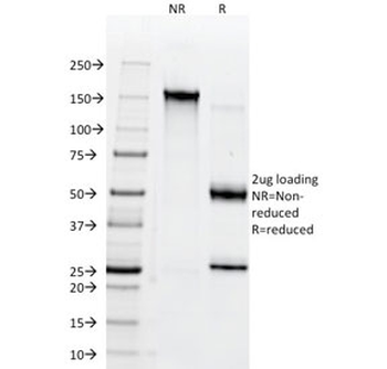 CD147 Antibody