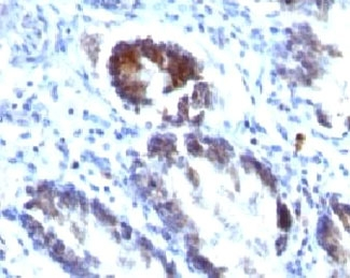 SM22 Antibody