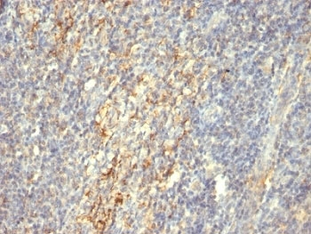 TGM2 Antibody