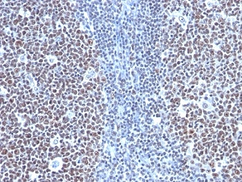 CCNB1 Antibody / Cyclin B1