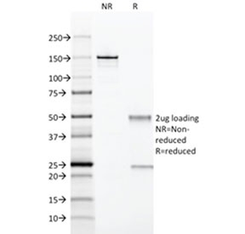 CD28 Antibody