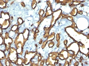 CD34 Antibody