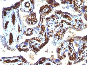 CD34 Antibody