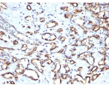 CD34 Antibody