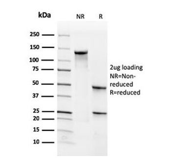 CD34 Antibody