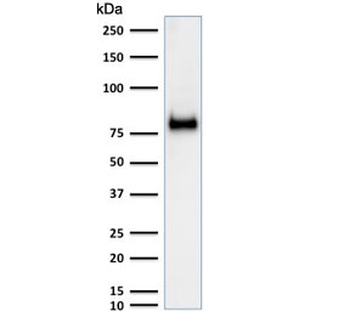 CD44 Antibody