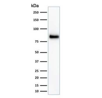 CD44 Antibody