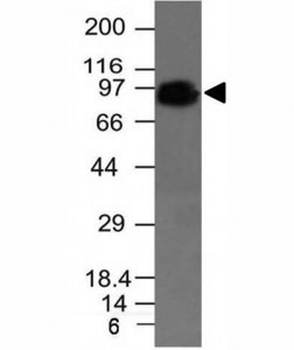 CD44 Antibody