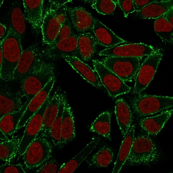 CD44 Antibody