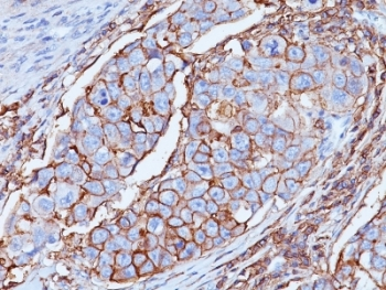 CD44 Antibody