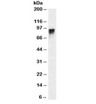 CD44 Antibody