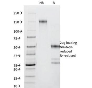 CD44 Antibody