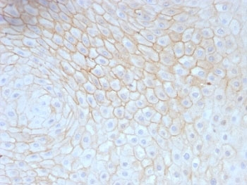 CD59 Antibody