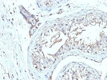 CD63 Antibody Cocktail