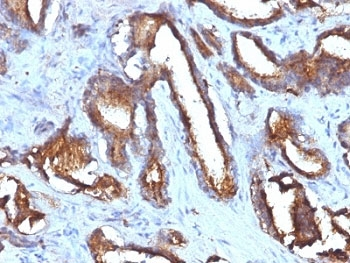 CD63 Antibody Cocktail