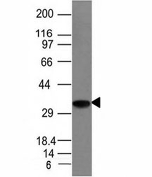 CLIP Antibody