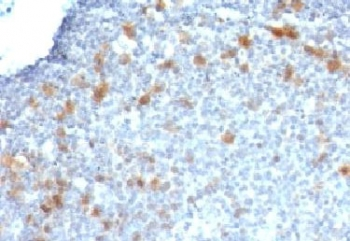 Cdc20 Antibody