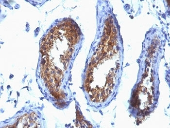 MVP Antibody