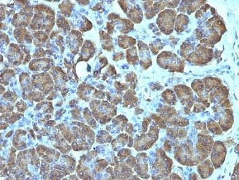 Mitochondria Antibody