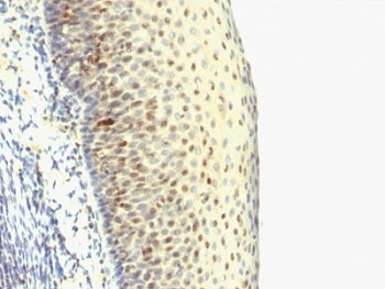 IPO38 Antibody (Proliferation Marker)