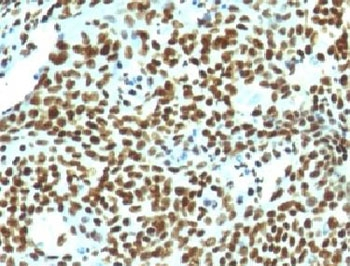 Nuclear Marker Antibody