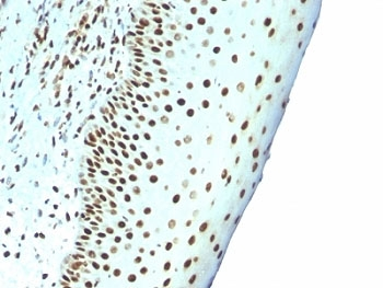 Nuclear Marker Antibody