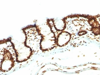 Nuclear Marker Antibody