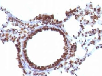 Nuclear Marker Antibody