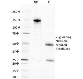 Nuclear Marker Antibody