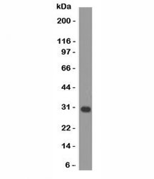 Bcl-X Antibody
