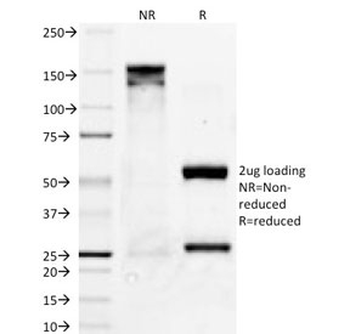 Bcl-X Antibody