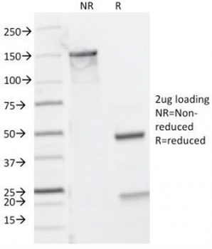 CD8a Antibody Cocktail